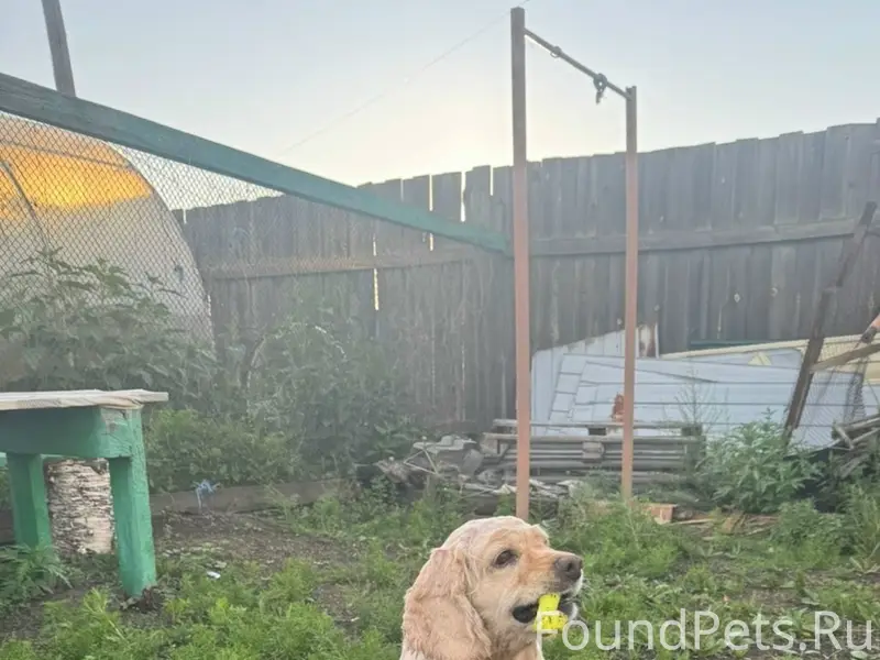 Пропал американский кокер-спаниель Чарли-Чарлик, Неглинная