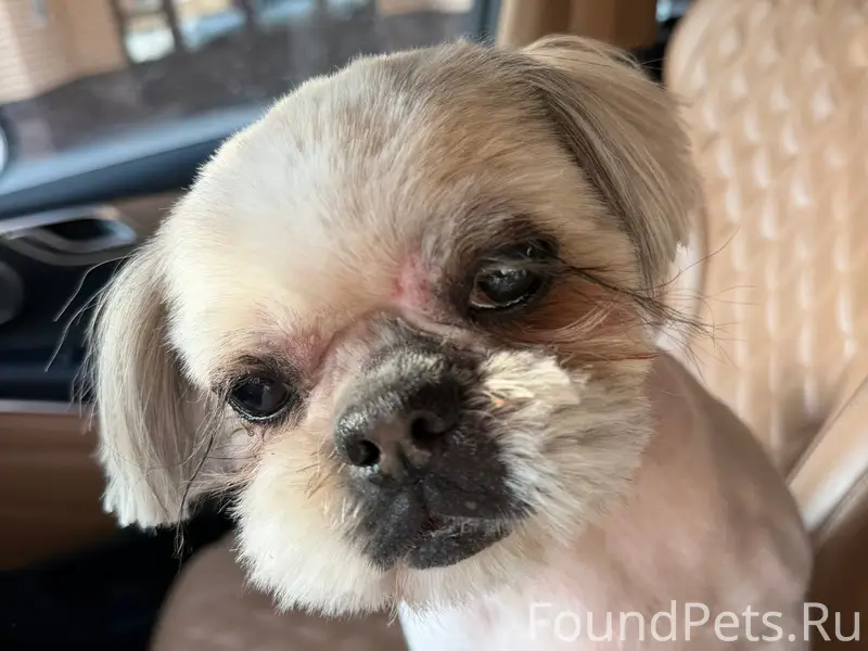 Пропала собака Виолетта, Обнинск