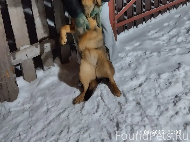 Пропала собака Берта, район ул. Набережная