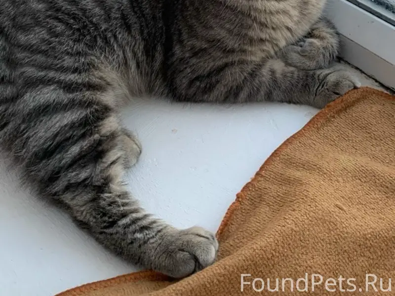 Пропал кот, Авиастроительный район