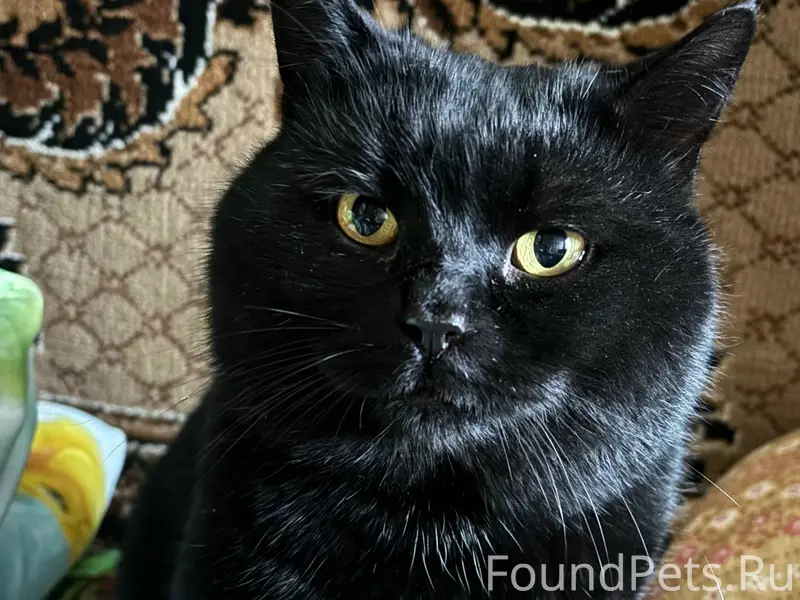 Пропал метис короткошёрстного британца, улица Октябрьская