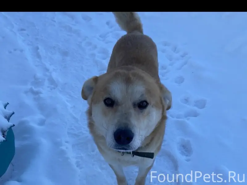 Пропал пёс, Нехочи, Бояновичи, Пеневичи