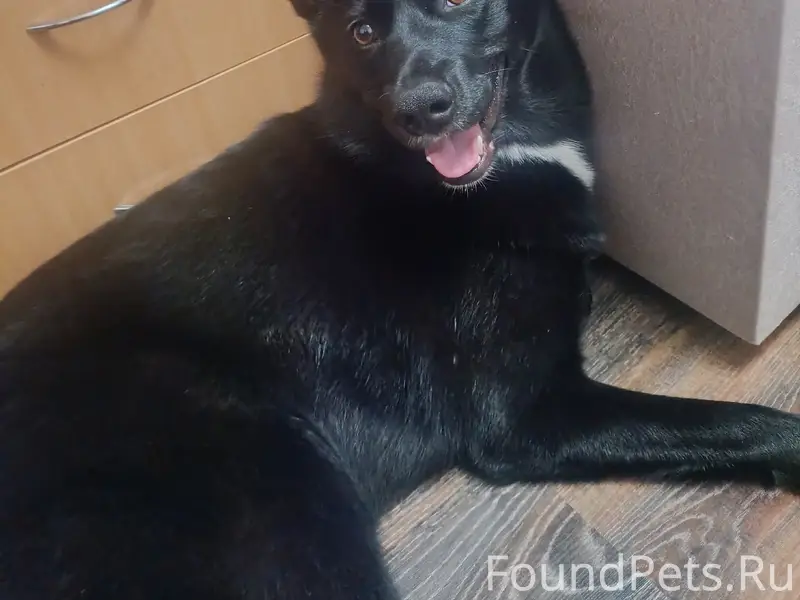 Пропала собака Лёля, смешанная с лайкой, ул. Т. Барамзиной