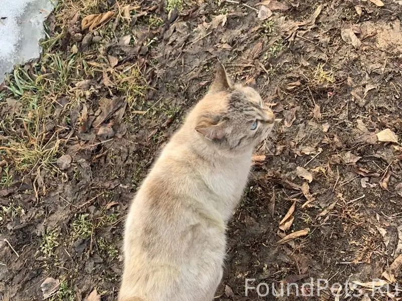 Найдена кошка, район Старый вокзал