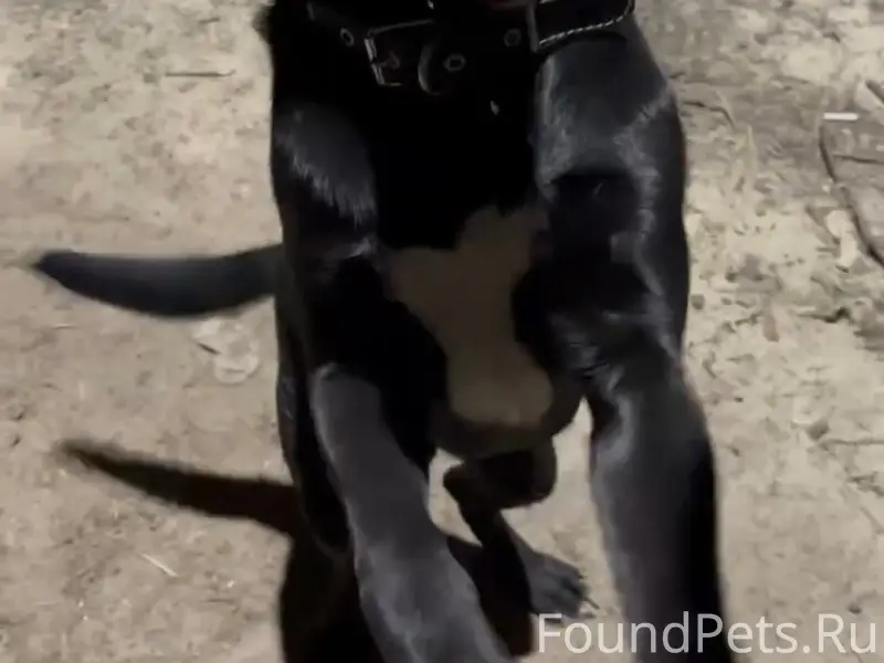 Найден метис лабрадора, набережная Максима Горького