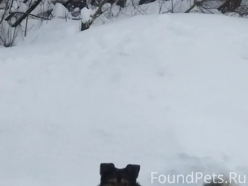 Пропал кобель Мухтар, ошейник и карабин