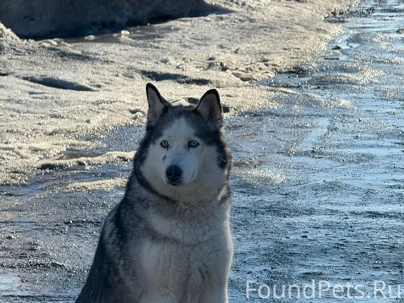 Пропал пёс, Ревда, район ул. Кутузова-Фурманова