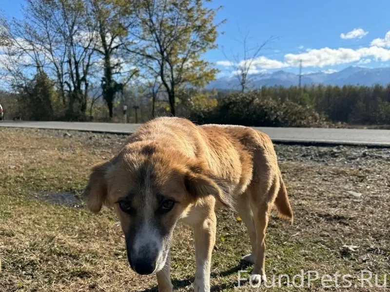 Найдена собака Лиззи