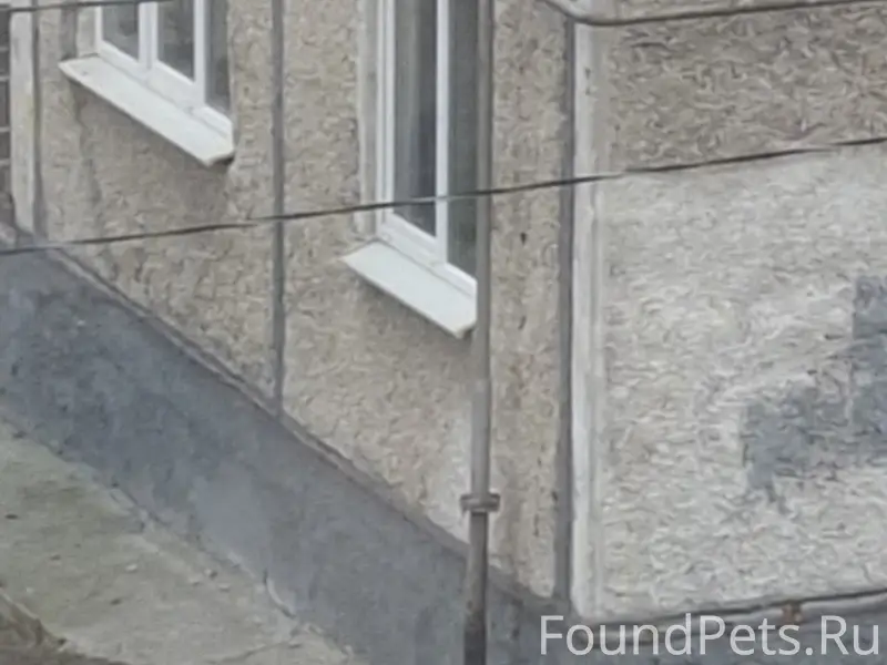 Найден колли или помесь, [место: Ватутина 81]