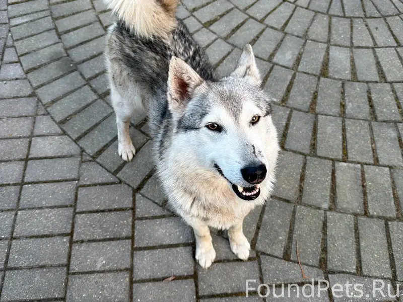 Найден пёс (лайка), озеро Сорито