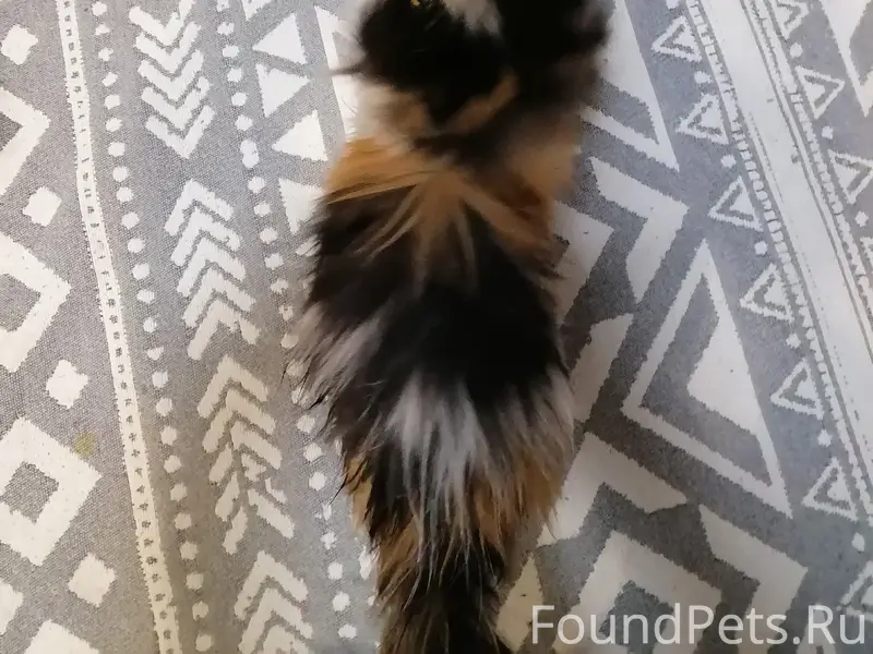 Найдена кошка, домашняя с ошейником