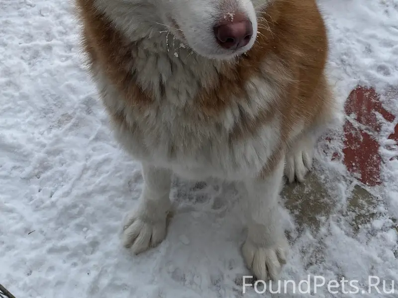 Пропала хаски Лекси, керасинка (меленки)