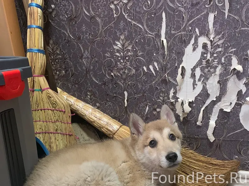 Найден щенок лайки, 30 лет Победы 9а