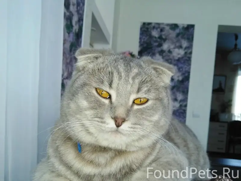 Пропал вислоухий серый кот, Красный Шахтер