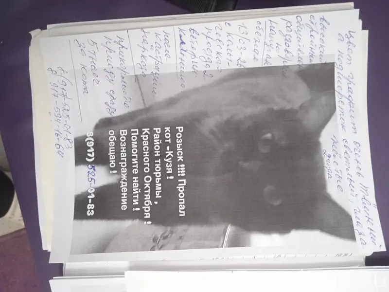 Пропал кот Кузя, район Девичьего Поля