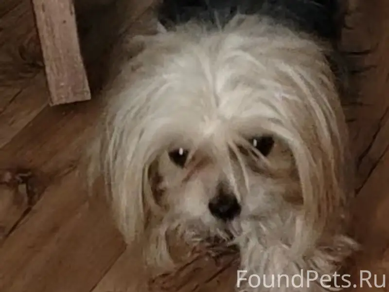 Пропала йоркширский терьер Ева