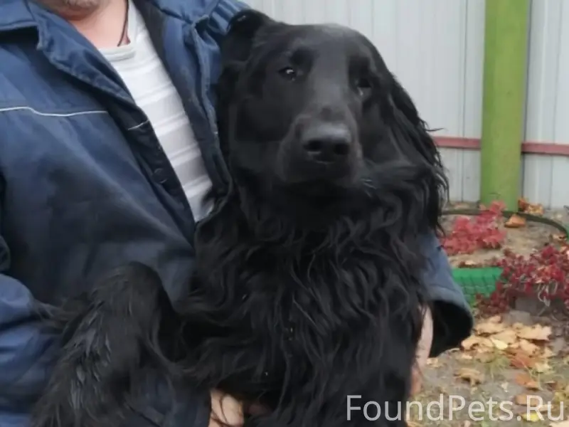 Пропал черный ретривер Скай, Рошаль