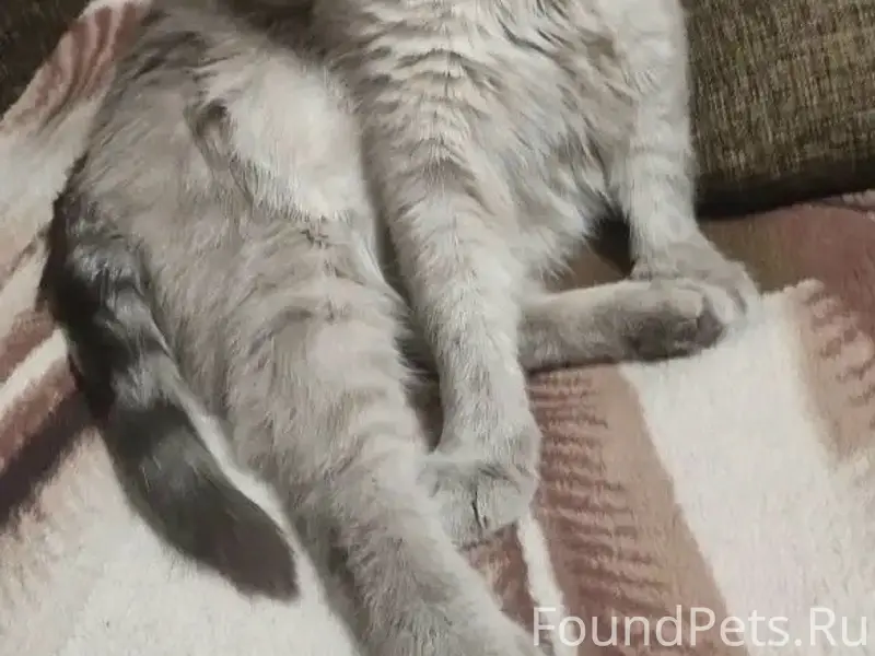 Пропал кот, искривлен хвост, Сахалинская улица