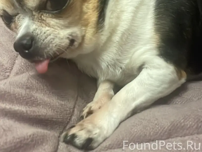 Пропала чихуахуа, 10-й переулок, Александровская