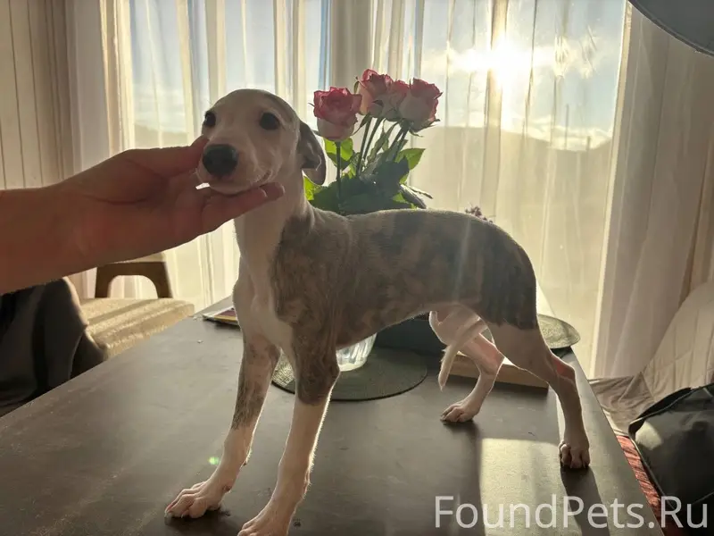 Пропал щенок, Качинское шоссе, Белевичи, Любимовка