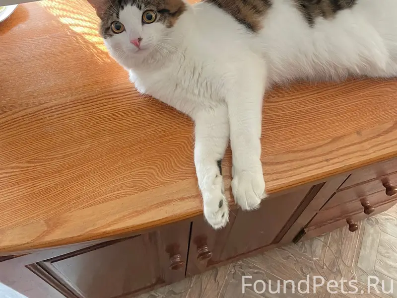 Пропал кот Леопольд, Горбунка