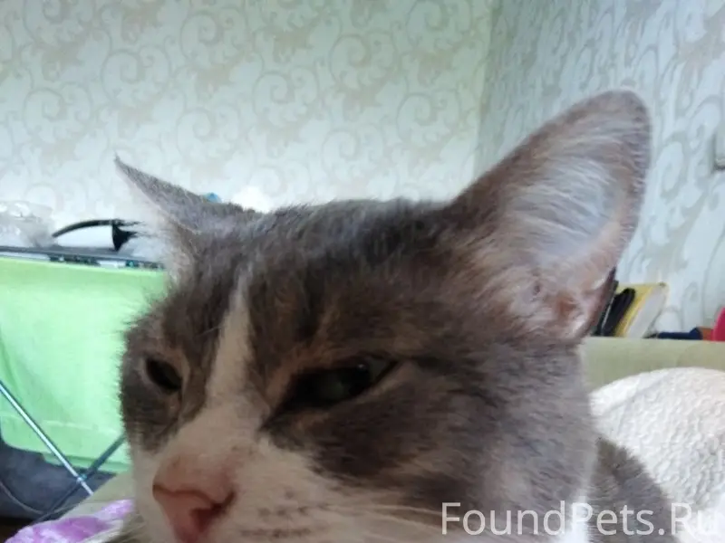 Пропал кот Мася, Тольятти, Автозаводской район