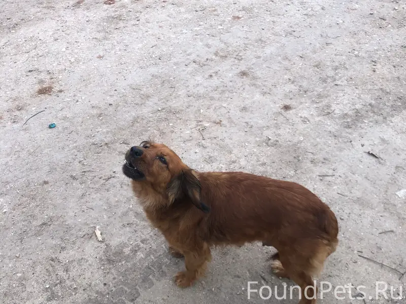 Пропали породистые собаки, район Фиолент