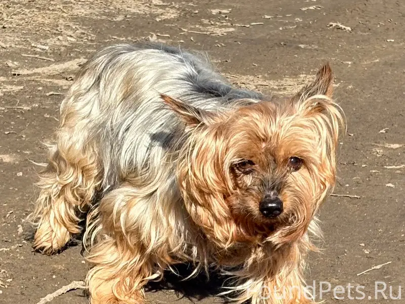 Найден пёс, Суздальское шоссе, Достоевского 39