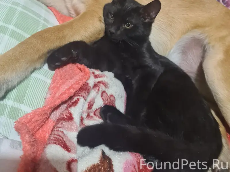 Пропал кот Кеша, г. Серпухов