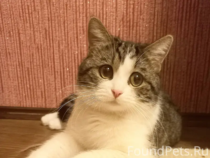 Пропал кот Марсик, Станичная (Макуревка)