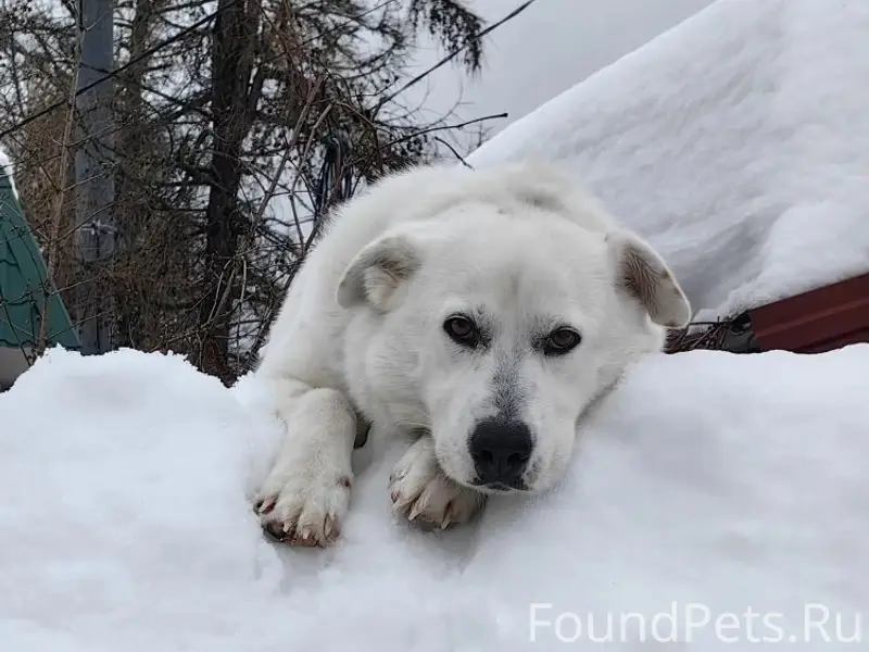 Пропала собака Мишель, Фаустово