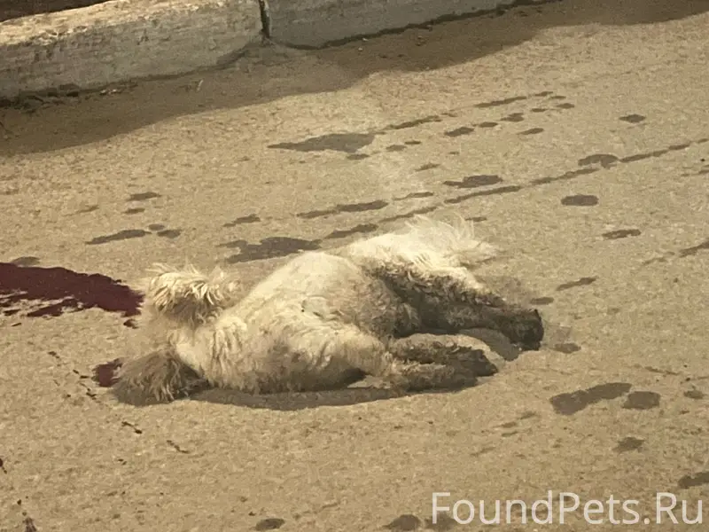 Пропал пёс, район церкви