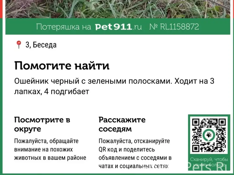 Пропал пёс Кеша, ходит на трёх лапках