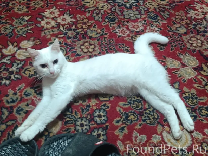 Пропала кошка Белка, микрорайон Светлана, Сочи