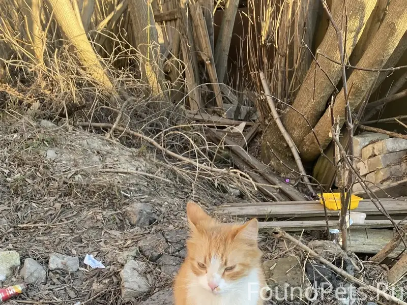 Найдена кошка, рыжий котик, Бежицкий район
