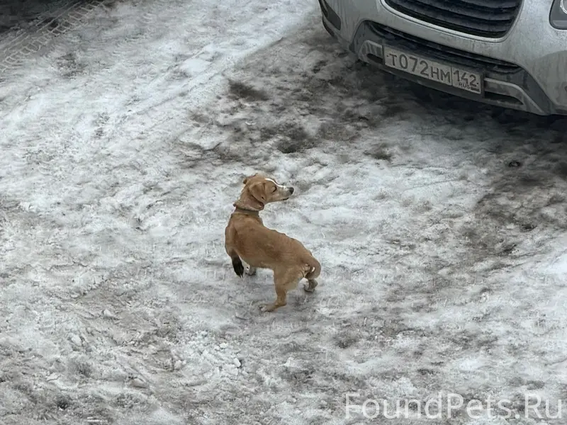 Пропала собака, 10й микрорайон, Прокопьевск