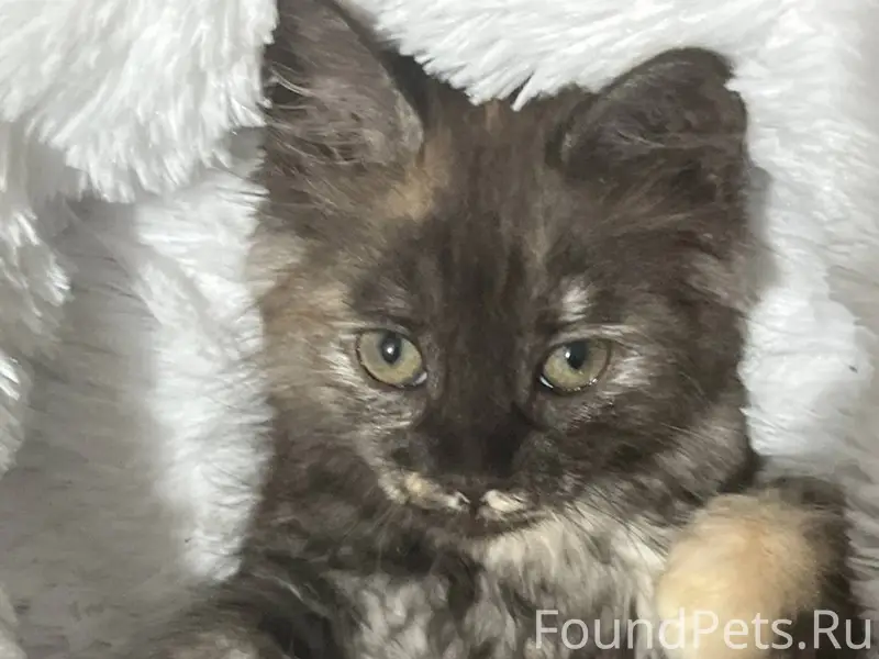 Пропала кошка Дакота, район дк Горького