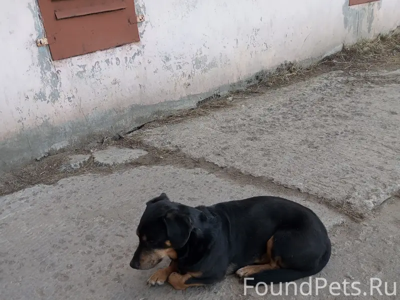 Пропала такса, Архангельск, Голушино 25