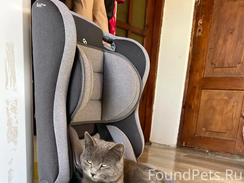 Пропал кот Симба