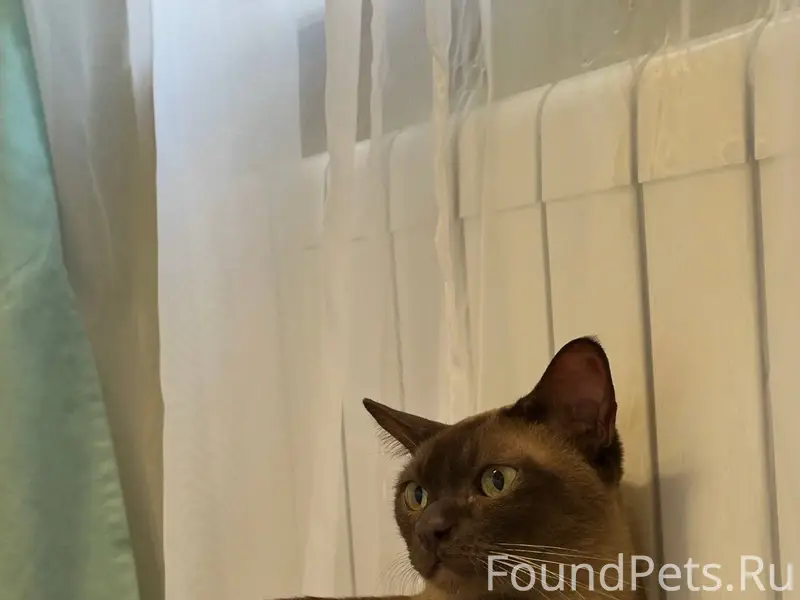 Найден кот, Октябрьский