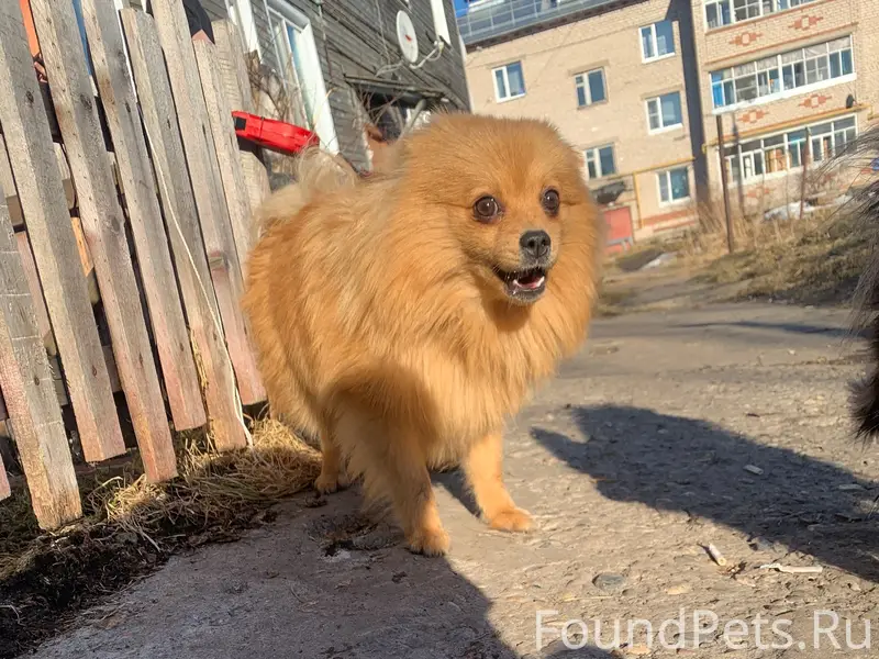 Пропала собака шпиц, 