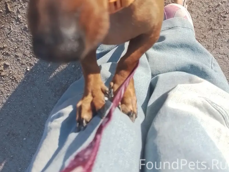 Пропала такса Мила, Красноперекопск