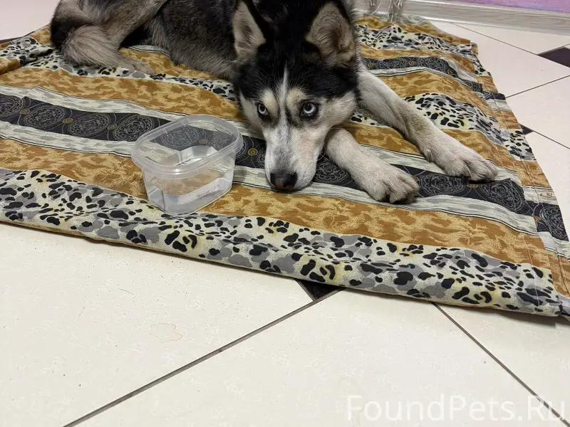 Найдена собака, район батэ