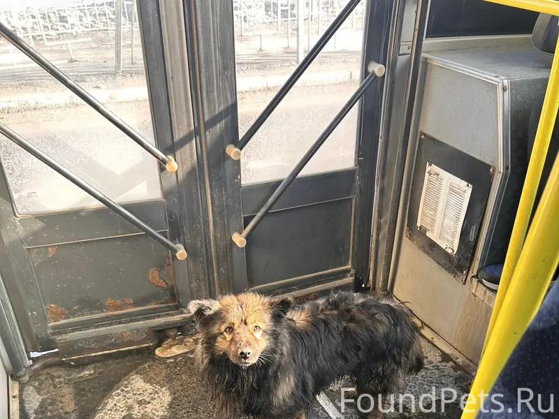 Пропала собака, Центр