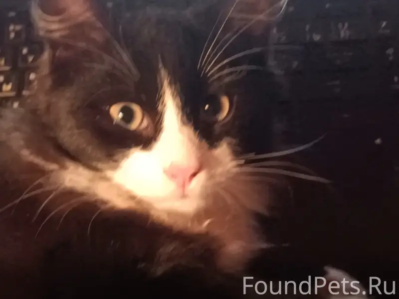 Пропал кот, деревня Дор