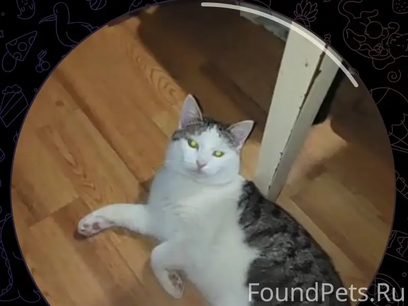 Пропал кот Кузя, район Сандыри