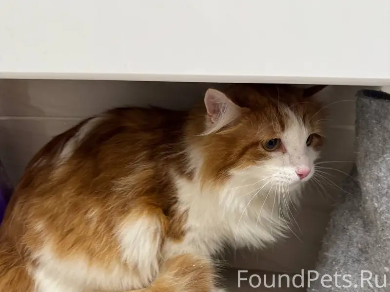 Найден рыжий с белым кот, Екатеринбург, Академический