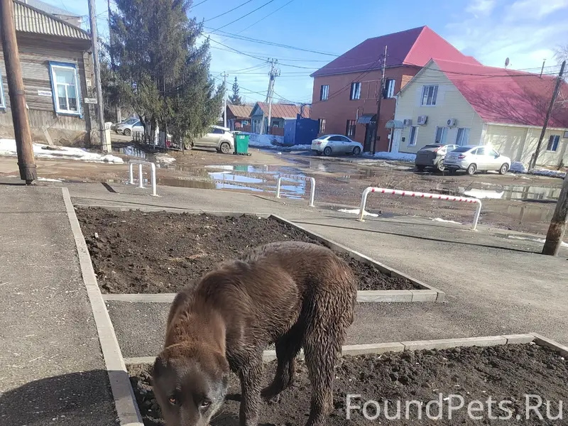 Найден молодой пес, неизвестно где