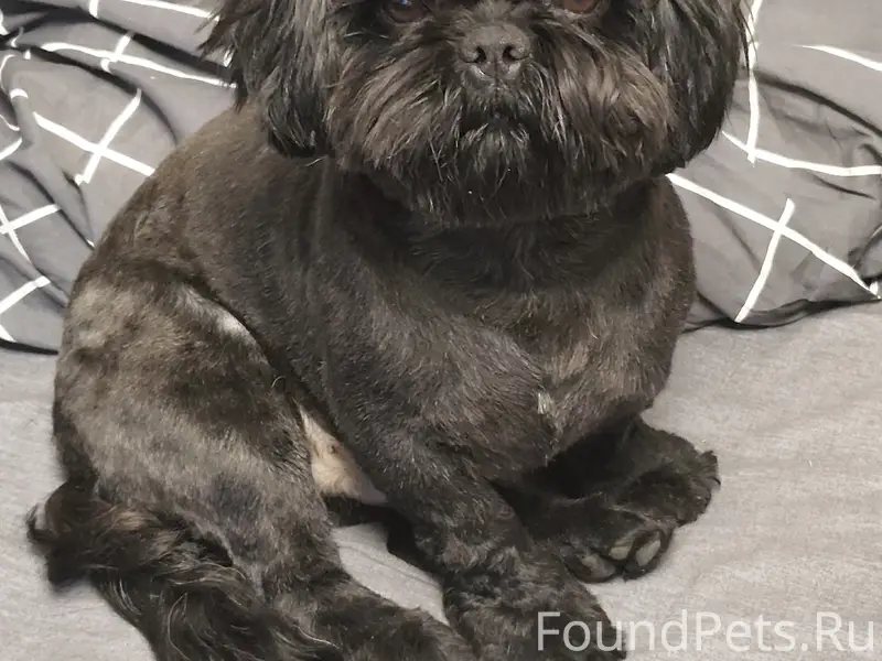 Пропал ши-тцу Мотя, ул. Русская 16