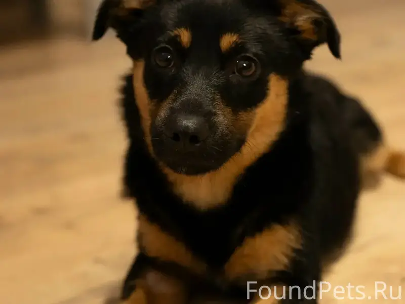 Найден щенок, г. Воронеж